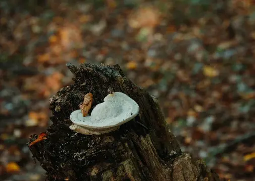 organic chaga extract