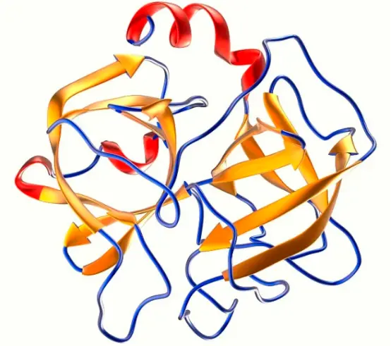 Protease Alkaline Protease Alkaline