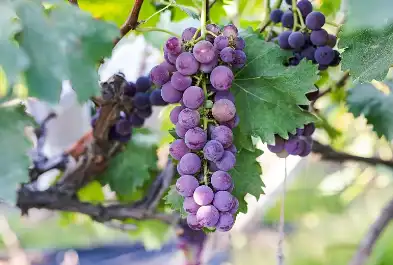 Piceatannol Piceatannol