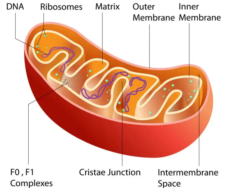 Urolithin B Urolithin B