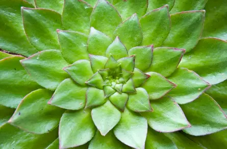Polypodium leucotomos powder Polypodium leucotomos powder