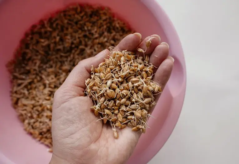 wheat germ extract spermidine