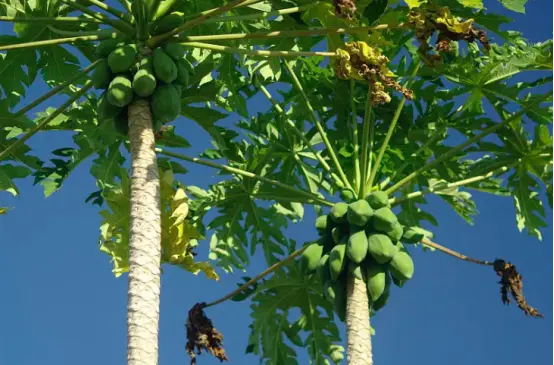 Irvingia Gabonensis Seed Extract Irvingia Gabonensis Seed Extract