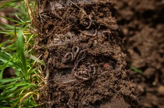 lumbrokinase powder lumbrokinase powder