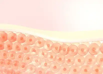 Ascorbyl Palmitate Ascorbyl Palmitate