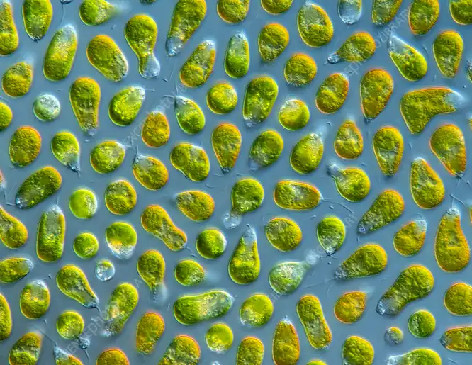 Dunaliella Salina Dunaliella Salina