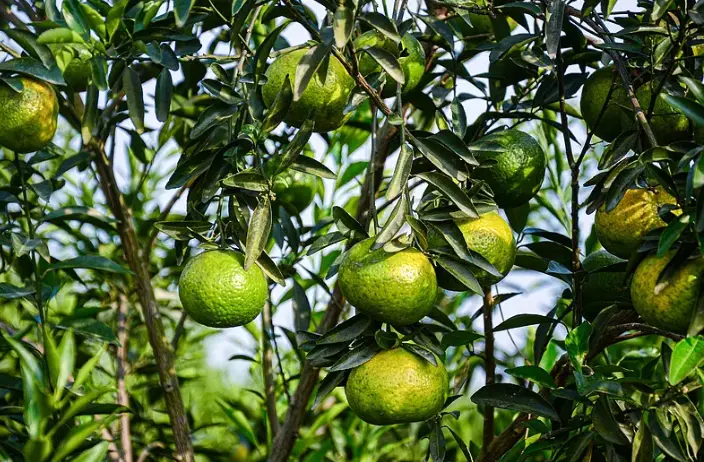 Modified Citrus Pectin Bulk Modified Citrus Pectin Bulk