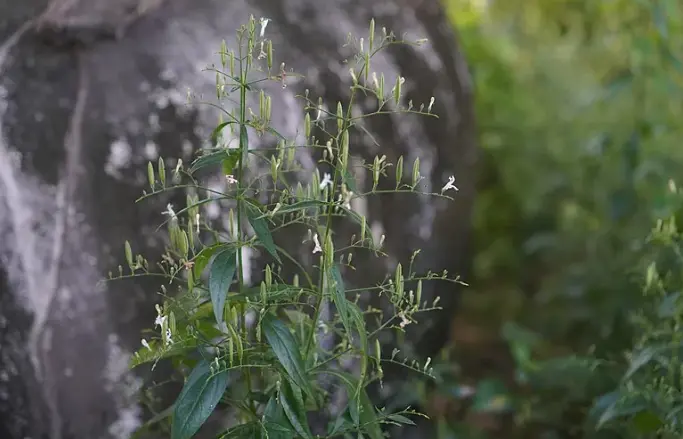 andrographis paniculata extract powder