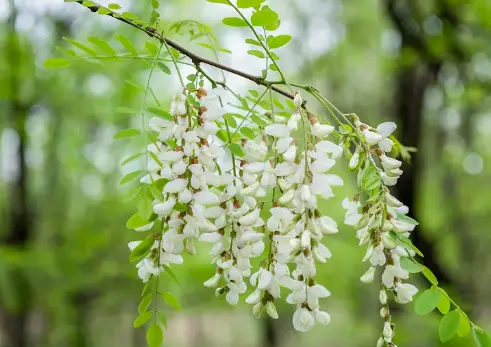 quercetin bulk powder quercetin bulk powder