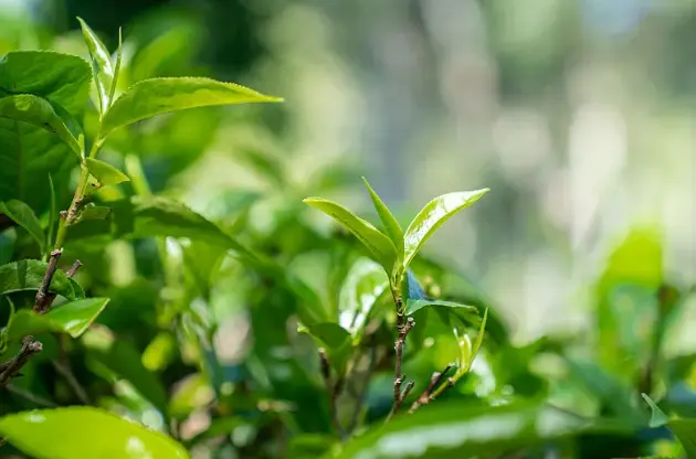 Epigallocatechin Gallate Powder