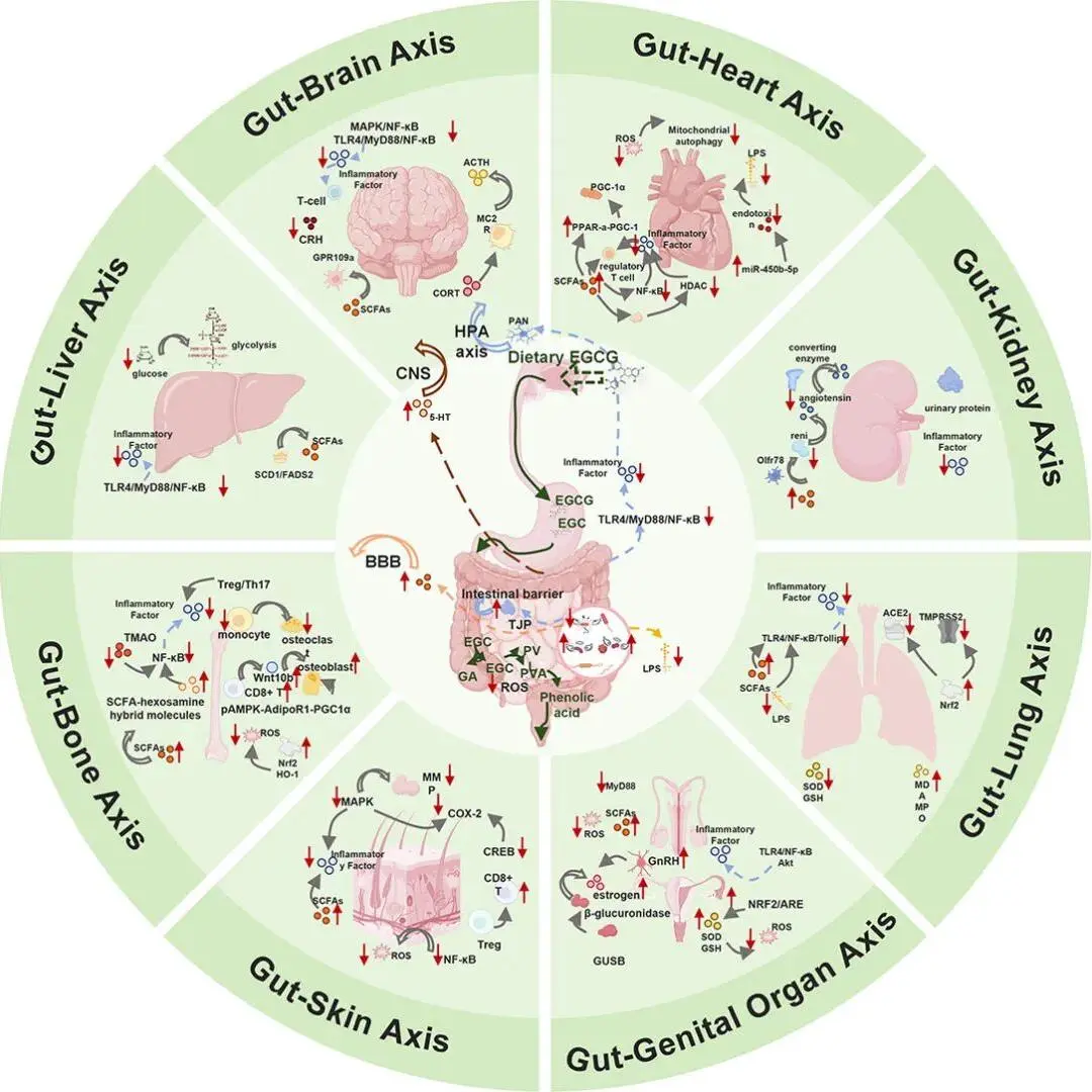 Epigallocatechin Gallate Powder Epigallocatechin Gallate Powder