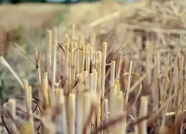 D-xylose Powder D-xylose Powder