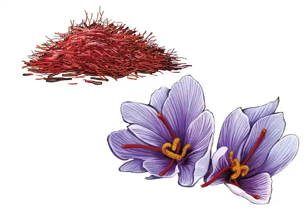 organic saffron extract