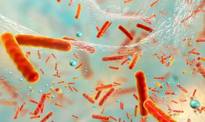 Serrapeptase Serrapeptase