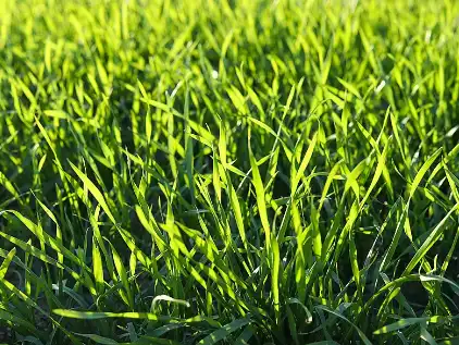 Bulk Organic Wheatgrass Powder Bulk Organic Wheatgrass Powder