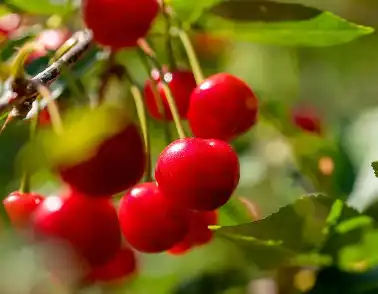 tart cherry powder tart cherry powder