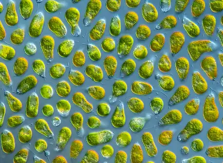 Dunaliella Salina Dunaliella Salina