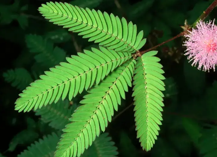 Mimosa pudica extract