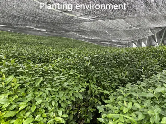 green matcha powder bulk