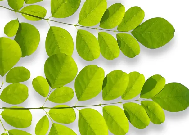 pure Moringa Leaf Powder