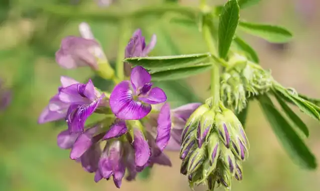 organic alfalfa grass juice powder
