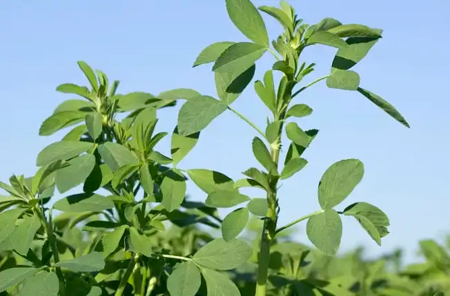 Organic alfalfa grass powder Organic alfalfa grass powder