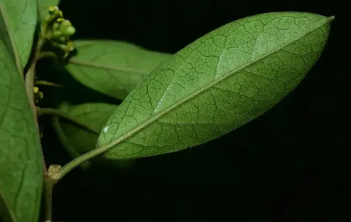 Gymnema Sylvestre Extract Powder