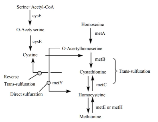 Cysteine powder Cysteine powder