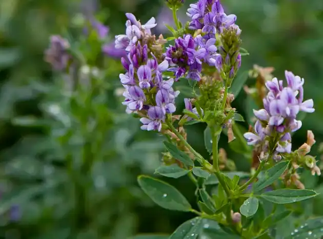 organic alfalfa grass powder