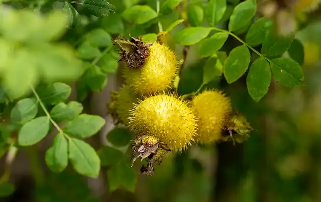 prickly pear extract powder