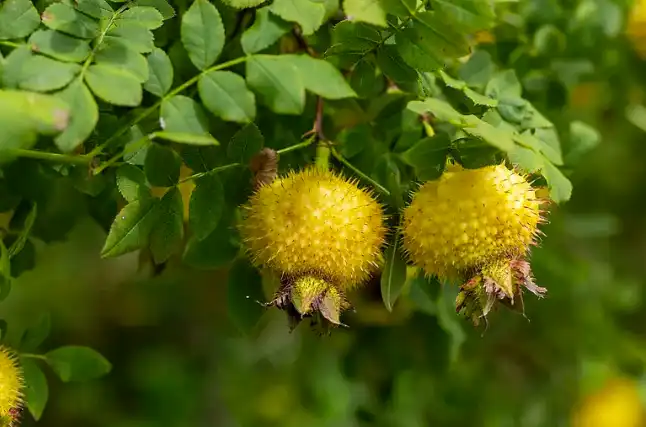 prickly pear extract powder prickly pear extract powder