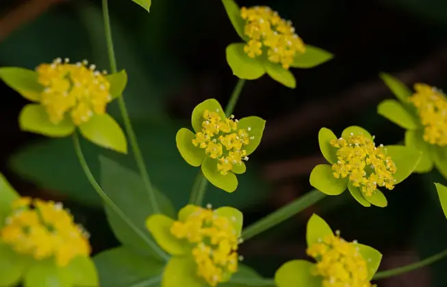 Saikosaponin A Powder Saikosaponin A Powder