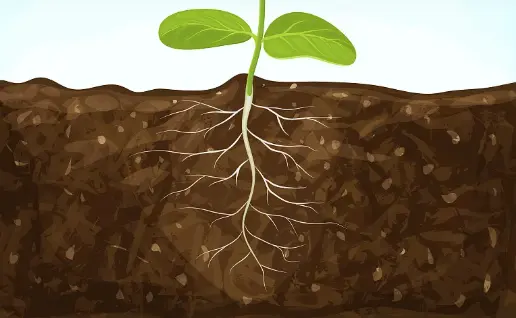 Hydrolyzed Sclerotium Gum