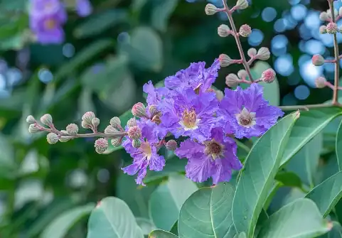 Corosolic acid Corosolic acid