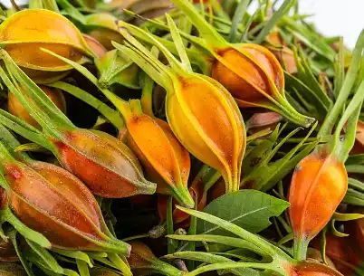 Gardenia Blue Powder Gardenia Blue Powder