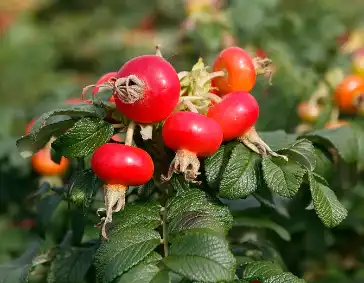Rosehip Extract Powder Rosehip Extract Powder
