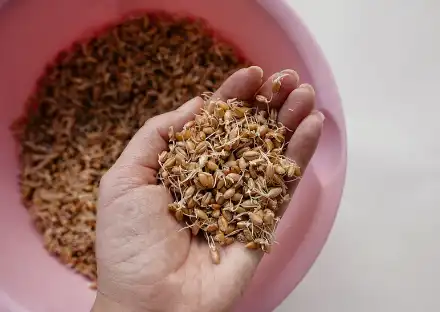 Wheat germ extract powder Wheat germ extract powder