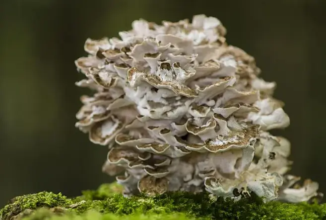 grifolan powder grifolan powder