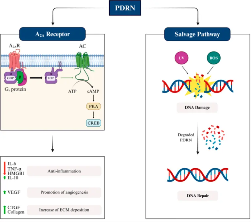 Salmon Sodium DNA Salmon Sodium DNA