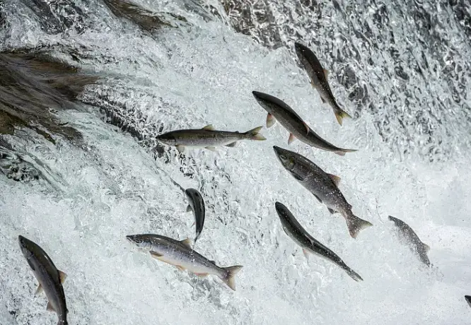 Salmon Sodium DNA Salmon Sodium DNA