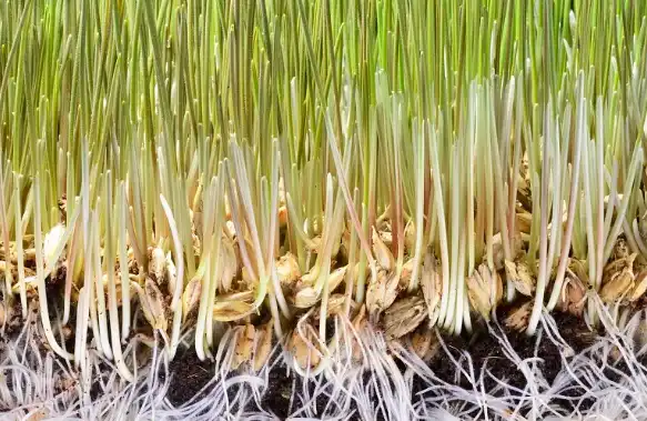 wheat grass powder wheat grass powder