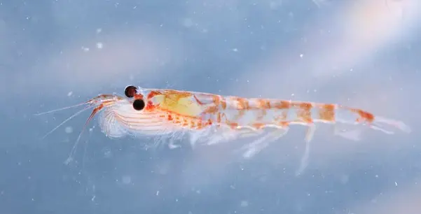 Krill Oil