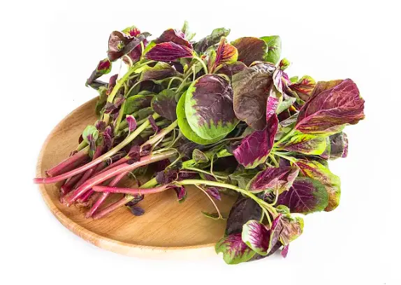 Amaranth Extract Amaranth Extract