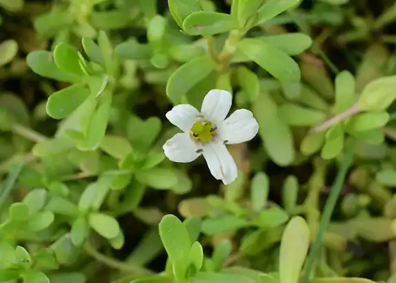 bacopa monnieri extract