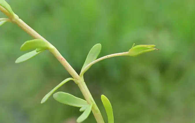 bacopa monnieri extract bacopa monnieri extract