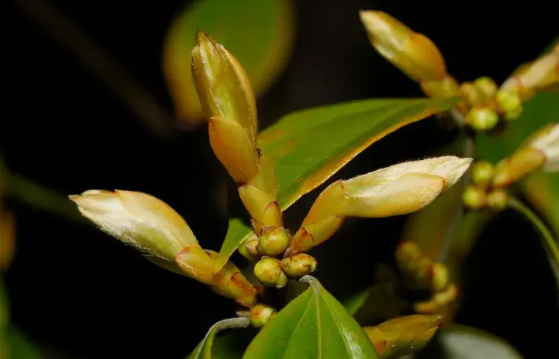 Lindera Aggregata Extract