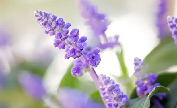 sage leaf extract powder