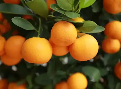 Hesperidin Methylchalcone Hesperidin Methylchalcone