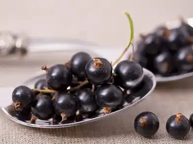 Black currant fruit powder Black currant fruit powder