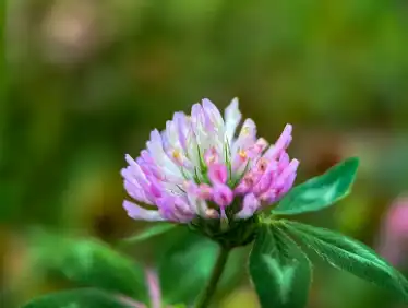 Red Clover Extract Powder Red Clover Extract Powder